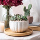 Talia Arrangement
